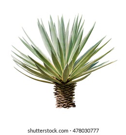 Agave plant isolated on white backgroumd. clipping path. Agave plant tropical drought tolerance has sharp thorns.