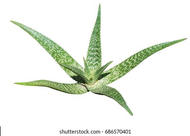 Agave Plant Isolated On White Backgroumd. Clipping Path. Agave Plant Tropical Drought Tolerance Has Sharp Thorns.
