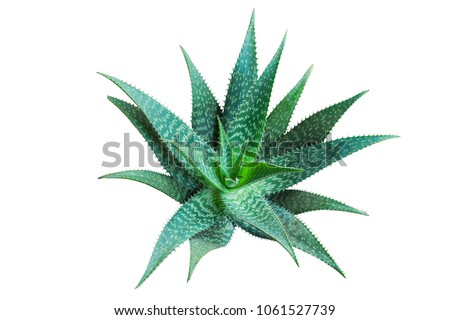 Agave plant isolated on white background. clipping path. Agave plant tropical drought tolerance has sharp thorns.
