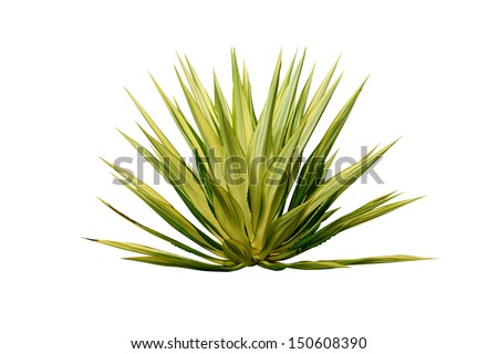 Agave plant isolated on white background.