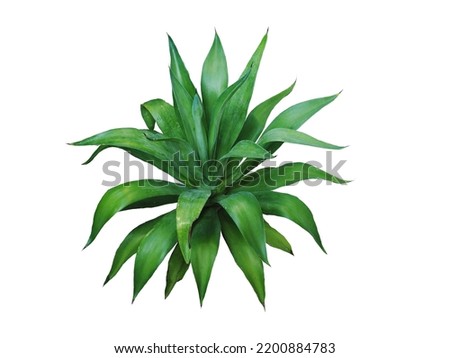 Similar – Image, Stock Photo agave plant leaves closeup natural herbal eco abstract background, neutral green lines banner with copy space. Succulent plants. Botanical horizontal wallpaper. Canary Islands symbol.