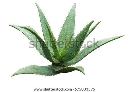 Agave plant isolated on white background. clipping path. Agave plant tropical drought tolerance has sharp thorns
