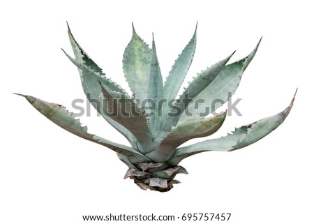 Agave plant isolated on white backgroumd. clipping path. Agave plant tropical drought tolerance has sharp thorns.
