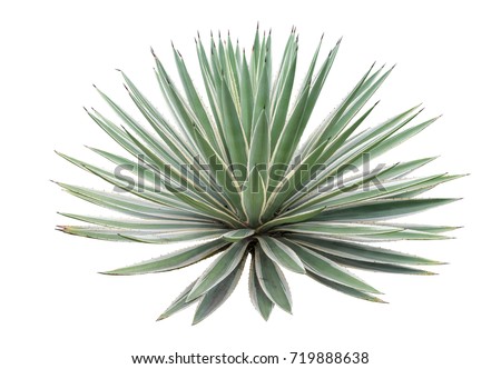 Agave plant isolated on white background. clipping path. Agave plant tropical drought tolerance has sharp thorns.
