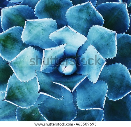 agave plant leaves