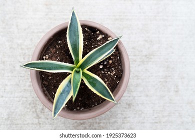 Agave Plant In Pot Overhead View