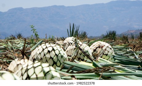 agave plant production for tequila