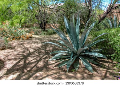 Agave Plant Southwest Style Homes