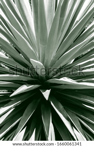 Similar – Image, Stock Photo natural phalanx Cactus