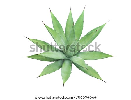 Image, Stock Photo agave plant leaves closeup natural herbal eco abstract background, neutral green lines banner with copy space. Succulent plants. Botanical horizontal wallpaper. Canary Islands symbol.