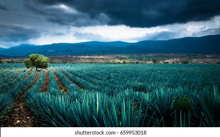 Agave Plantation