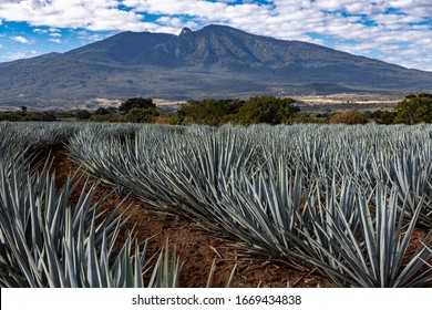 9 Vulcan tequila Images, Stock Photos & Vectors | Shutterstock