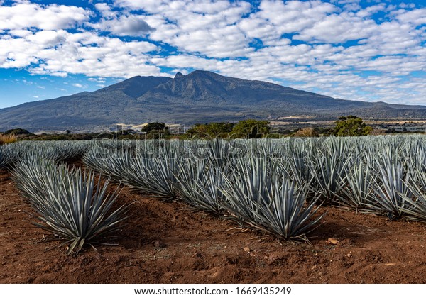 Agave Plantation Near Tequila Jalisco Mexico Stock Photo Edit Now 1669435249