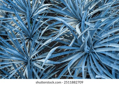 Agave plants in a field in Tequila Jalisco.