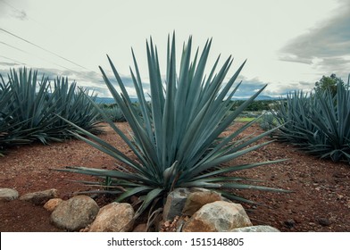 Agave Plants In The Field At Tequila Village