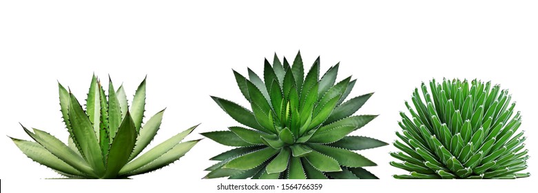 Agave Plants Isolated on White Background with Clipping Path - Powered by Shutterstock