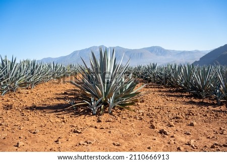 Agave plants planted in red soil in the mountains of Jalisco.