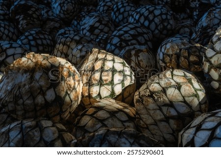 Agave plants ready to be cooked in the ovens and make tequila.