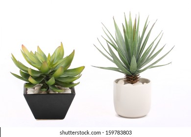 Agave in pot - Powered by Shutterstock