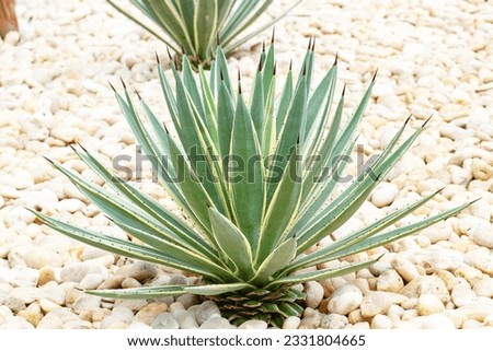 Agave s a genus of monocots Grows from the soil in a park with white pebbles in background. It belongs to the subfamily Agavoideae, family Asparagaceae. Ornamental plant has green and thorny leaves.