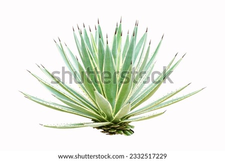 Agave s a genus of monocots isolated on white background. It belongs to the subfamily Agavoideae, family Asparagaceae. Ornamental plant has green and thorny leaves.