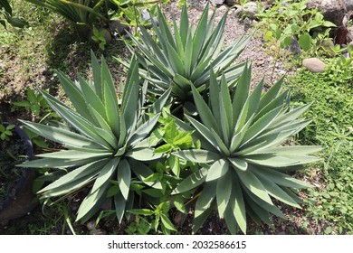 Agave Sisalana Or Sisal Or Hemp Plant Or Mescal