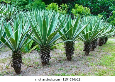 The Agave Syrup