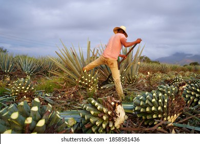 Agave Tequila Jalisco, The Farmer Is Cutting And Pushing The Agave Plant With His Foot.