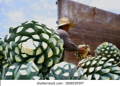 Agave Tequila Jalisco, The Farmer Is Putting The Agave In The Truck.