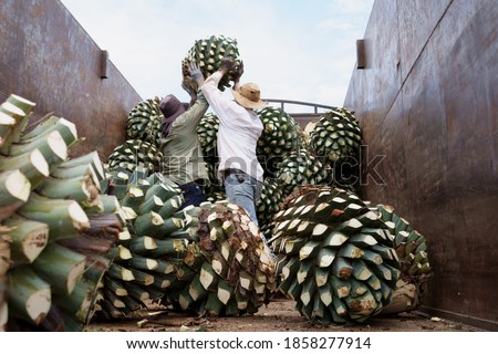 Similar – Image, Stock Photo Cut Pineapple Head on a Cork Background