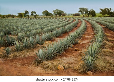 Agave Tequila Landscape To Guadalajara, Jalisco, Mexico.