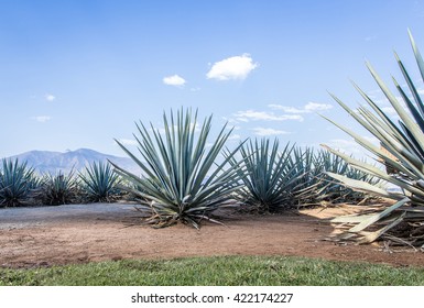 Agave Tequila Landscape To Guadalajara, Jalisco, Mexico.