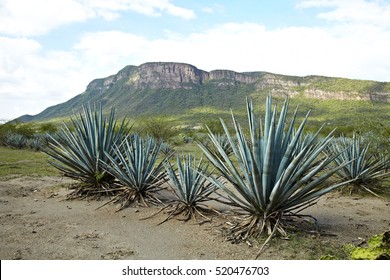 Agave Tequila Landscape To Guadalajara, Jalisco, Mexico.