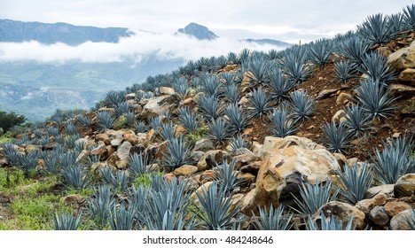 Agave Tequila landscape, Mexico.