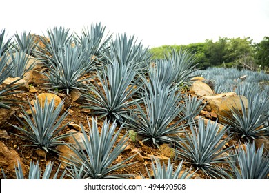 Agave Tequila Landscape, Mexico.