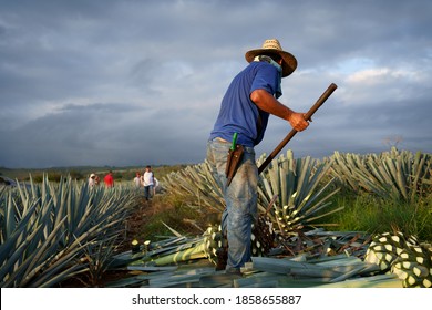 Agave Tequila Mexico, The Farmer Is Finishing Cutting The Leaves Of An Agave Plant.