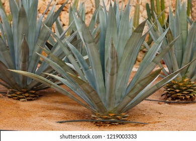 Agave Tequilana Commonly Called Blue Agave Stock Photo 1219003333 ...