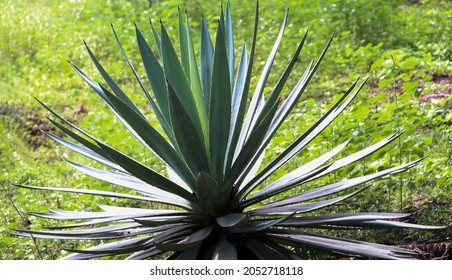 635 Tequilana Images, Stock Photos & Vectors | Shutterstock