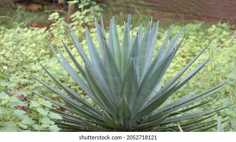 Agave Tequilana Scientific Name Family: Asparagaceeae Subfamily: Agavoideae