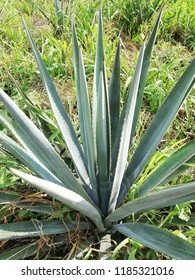 Agave Tequilana Weber Stock Photo 1185321016 | Shutterstock