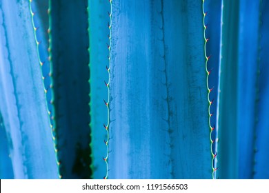 agave thorn leaf texture background, blue toned