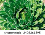 Agave victoriae-reginae, the Queen Victoria agave or royal agave