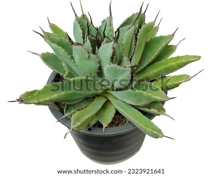 Agave,Agavoideae, Isthmensis,Potatorum.
A succulent, The canopy spreads in a wide area. rough texture The leaves are grayish green. The edges of the leaves have hard thorns. arranged like rose petals.