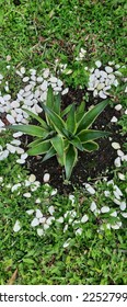 Agavoideae is a subfamily of monocot flowering plants in the family Asparagaceae, order Asparagales. Previously it had been treated as a separate family, the Agavaceae - Shutterstock ID 2252799823