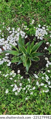 Agavoideae is a subfamily of monocot flowering plants in the family Asparagaceae, order Asparagales. Previously it had been treated as a separate family, the Agavaceae