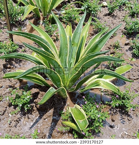Agavoideae is a subfamily of monocot flowering plants in the family Asparagaceae, order Asparagales. Previously it had been treated as a separate family, Agavaceae. This group includes many well-known