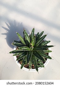 Agavoideae,Green Leaves Like Rose Petals In A Pot White Background