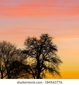 Age tree silhouette with sunset summer orange cloudy sky in the winter  - Shutterstock ID 184563776