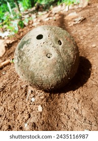 aged coconut shells in the forest