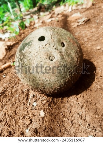 aged coconut shells in the forest